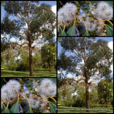 Eucalyptus Swamp Gum x 1 Plants Tall Hardy Native Trees Flowering Black Firewood Bog Koala Food ovata